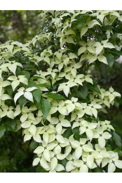 Кизил китайський